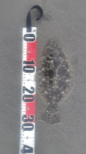 ソゲの釣果