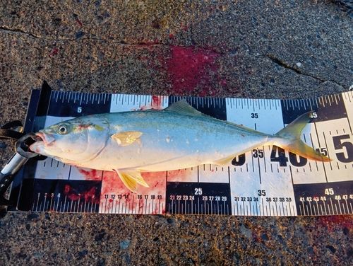 イナダの釣果
