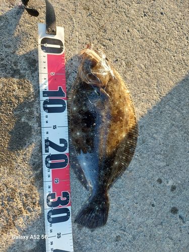 ヒラメの釣果