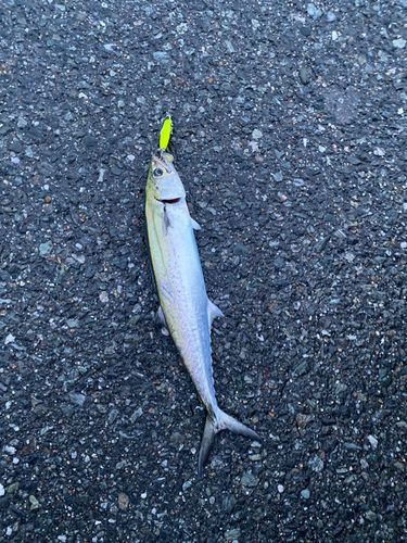 サゴシの釣果