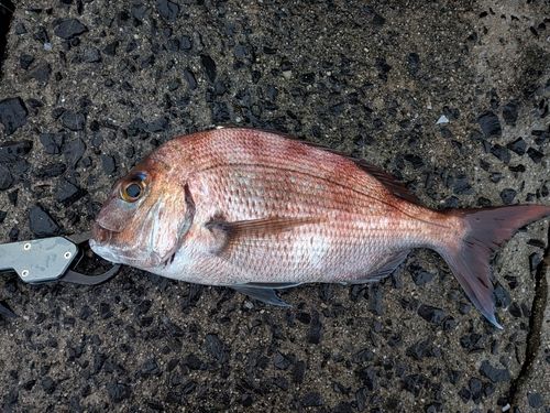 マダイの釣果