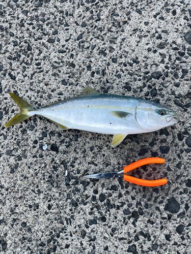釣果