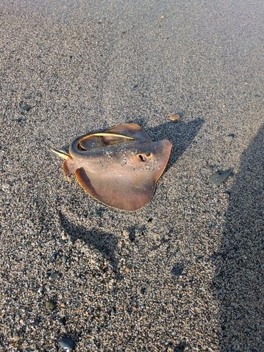 アカエイの釣果