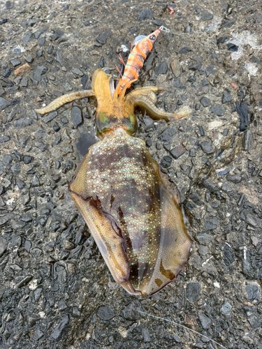アオリイカの釣果