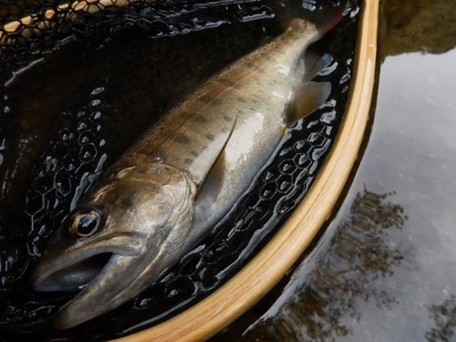ヤマメの釣果