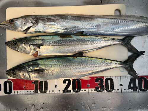 サゴシの釣果