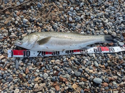マルスズキの釣果