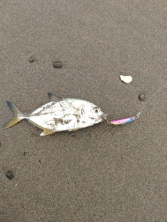 メッキの釣果