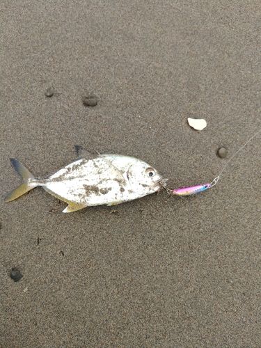 メッキの釣果