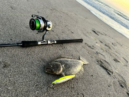 ヒラメの釣果