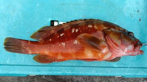 アカハタの釣果