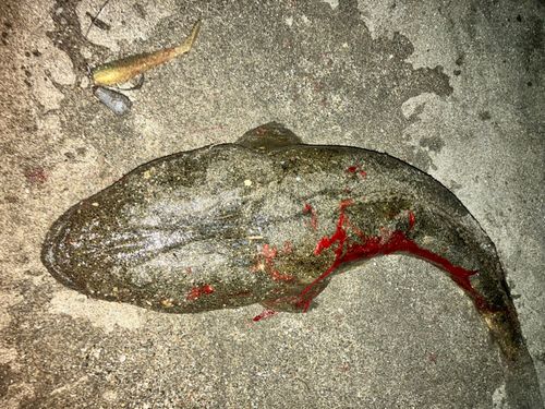マゴチの釣果