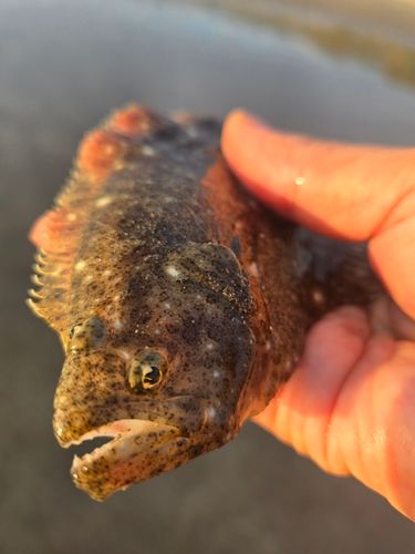 ソゲの釣果