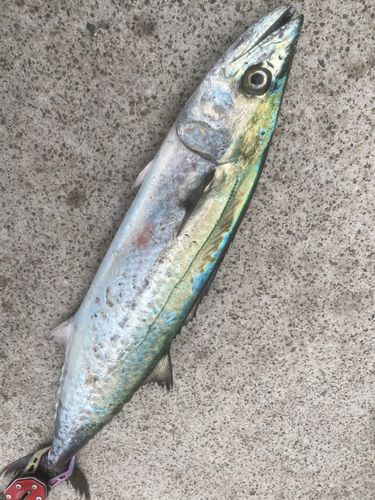 サゴシの釣果