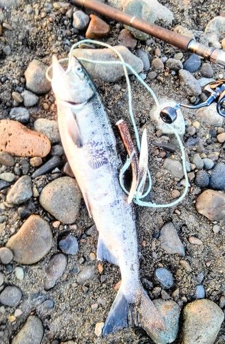 アキアジの釣果