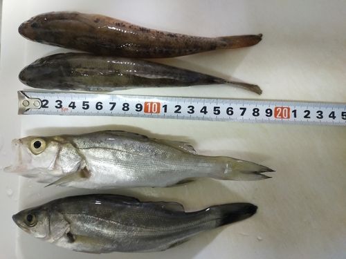 ハゼの釣果