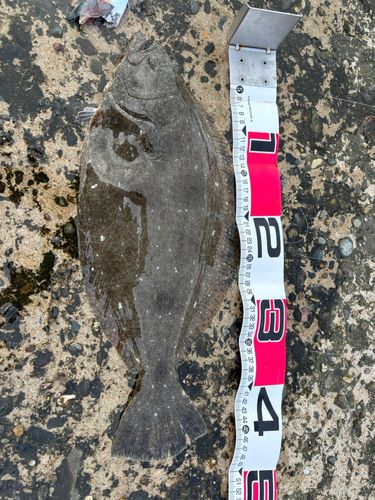 ヒラメの釣果