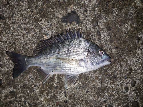 チヌの釣果