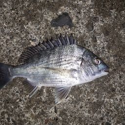 チヌ