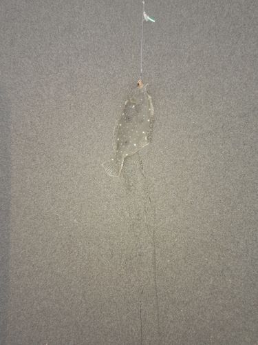 ソゲの釣果