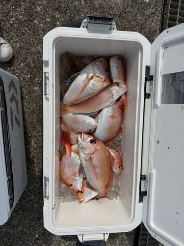土佐湾