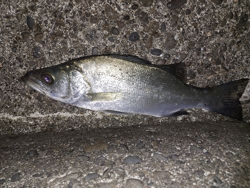 セイゴ（ヒラスズキ）の釣果
