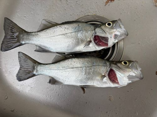 ヒラスズキの釣果