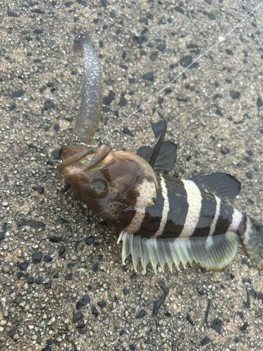 ツバスの釣果