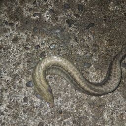 ウツボ