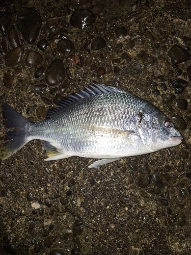 キビレの釣果