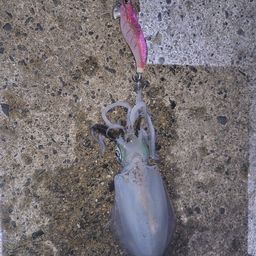 アオリイカ