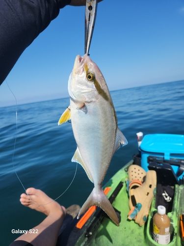 ショゴの釣果