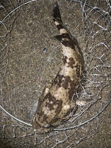 ヤイトハタの釣果