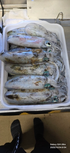 アオリイカの釣果