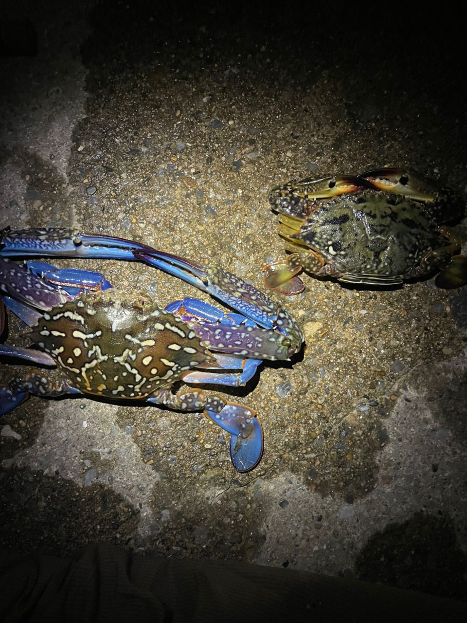 タイワンガザミ