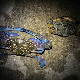 タイワンガザミ