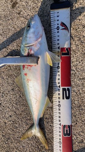 フクラギの釣果