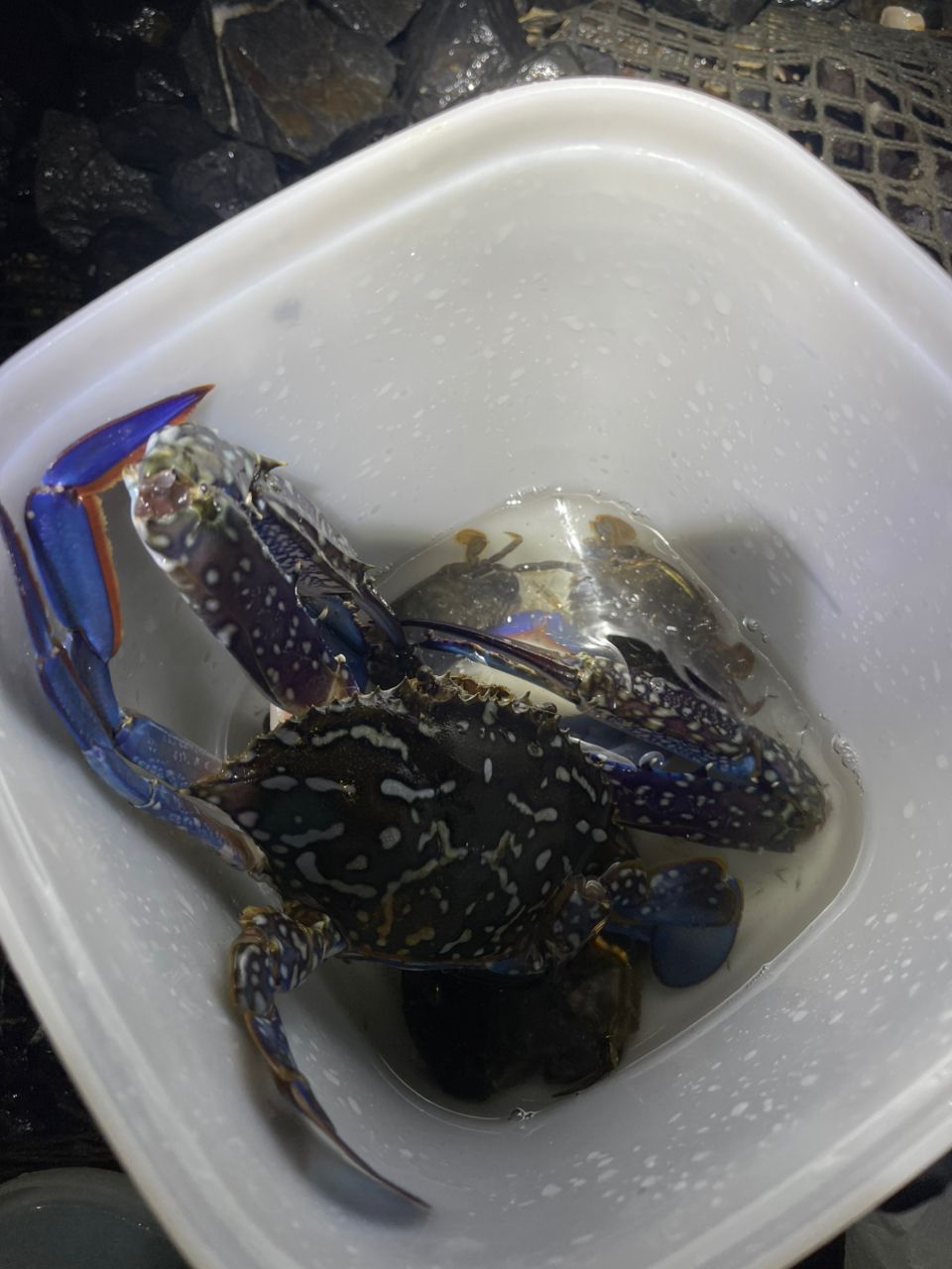 タイワンガザミ