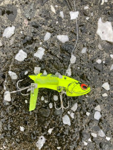 フグの釣果
