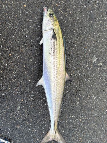 サゴシの釣果