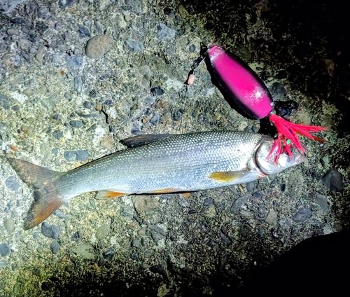 ウグイの釣果