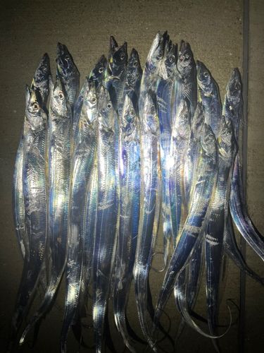 大阪湾