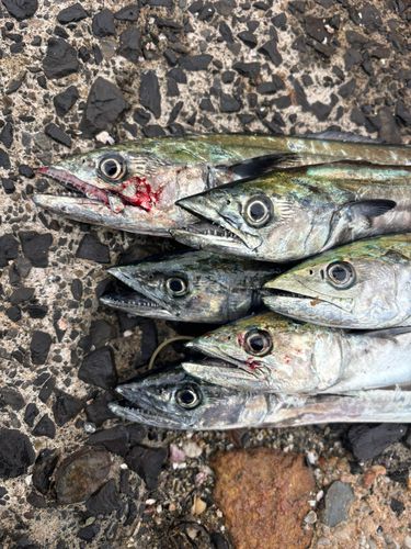 サゴシの釣果