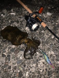 アオリイカの釣果