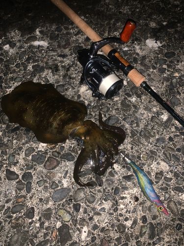 アオリイカの釣果