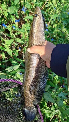 ライギョの釣果