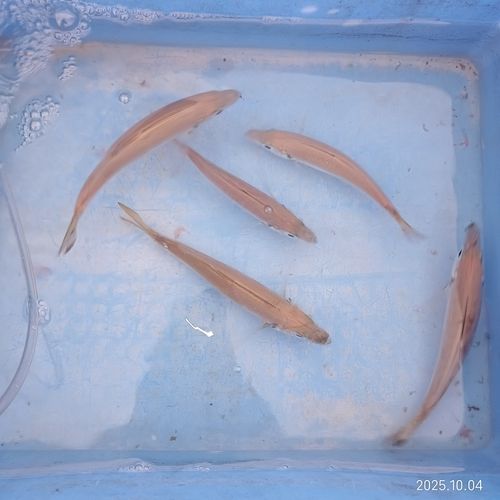 マアジの釣果