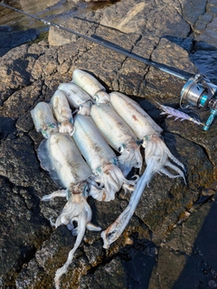 アオリイカの釣果