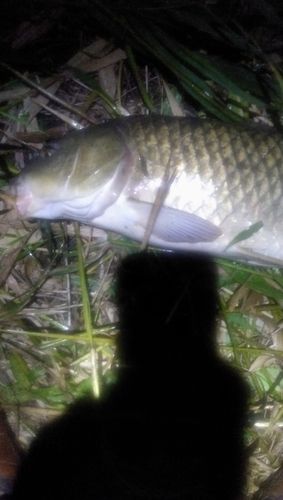 コイの釣果