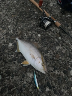 ショゴの釣果